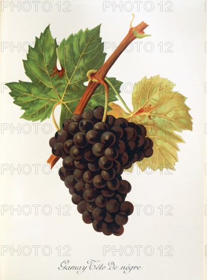 Ampelograhie. grape variety science. oenology. viticulture. grape. vine. Gamay Tete de Negre grape. digitally enhanced reproduction of a model by Jules Tronca (1855 to 1915). historical