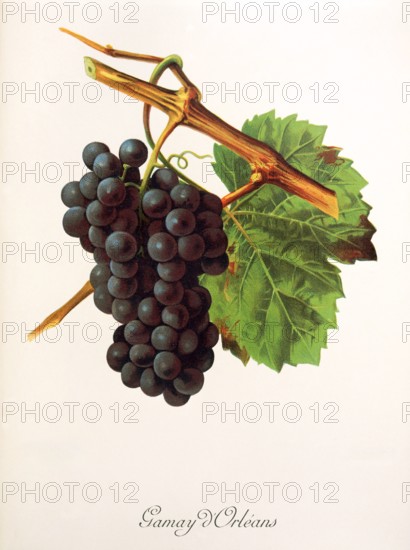 Ampelograhie. grape variety science. oenology. viticulture. grape. vine. Gamay d'Orleans grape. digitally enhanced reproduction of a model by Jules Tronca (1855 to 1915). historical