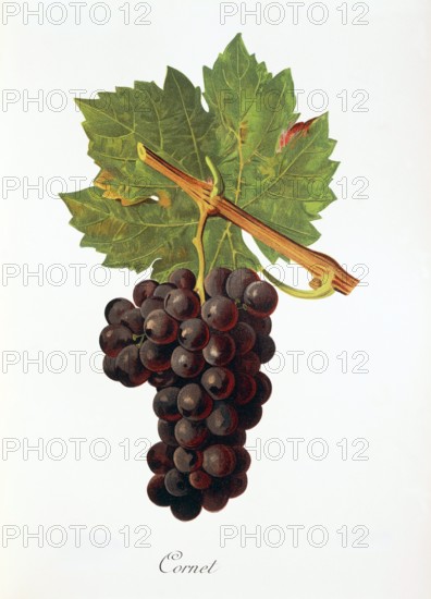 Ampelograhie. grape variety science. oenology. viticulture. grape. grapevine. Cornet grape. digitally enhanced reproduction of a model by Jules Tronca (1855 to 1915). historical