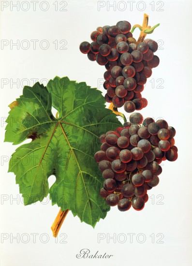 Ampelograhie. grape variety science. oenology. viticulture. grape. vine. Bakator grape. digitally enhanced reproduction of a model by Jules Tronca (1855 to 1915). historical