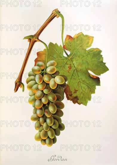 Ampelograhie. grape variety science. oenology. viticulture. grape. grapevine. Gordan grape. digitally enhanced reproduction of a model by Jules Tronca (1855 to 1915). historical