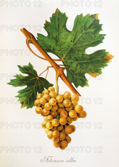 Ampelograhie. grape variety science. oenology. viticulture. grape. grapevine. Feteasca Alba grape. digitally enhanced reproduction of a model by Jules Tronca (1855 to 1915). historical