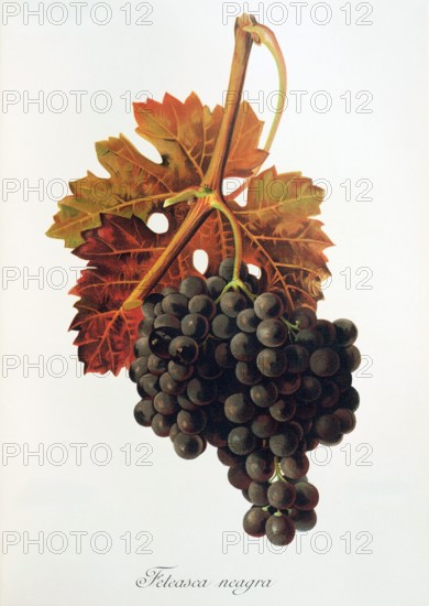 Ampelograhie. grape variety science. oenology. viticulture. grape. vine. Feteasca Neagra grape. digitally enhanced reproduction of a model by Jules Tronca (1855 to 1915). historical