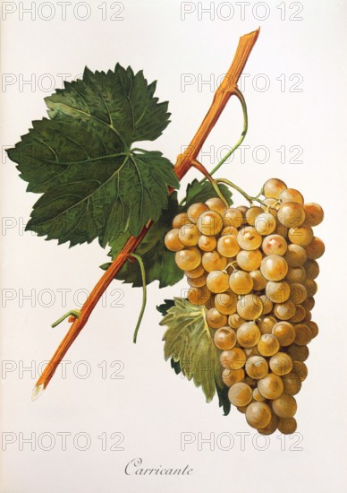 Ampelograhie. grape variety science. oenology. viticulture. grape. vine. Carricante grape. digitally enhanced reproduction of a model by Alexis Kreyder (1839 to 1912). historical
