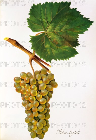Ampelograhie. grape variety science. oenology. viticulture. grape. grapevine. Rka-tziteli grape. digitally enhanced reproduction of a model by Jules Tronca (1855 to 1915). historical