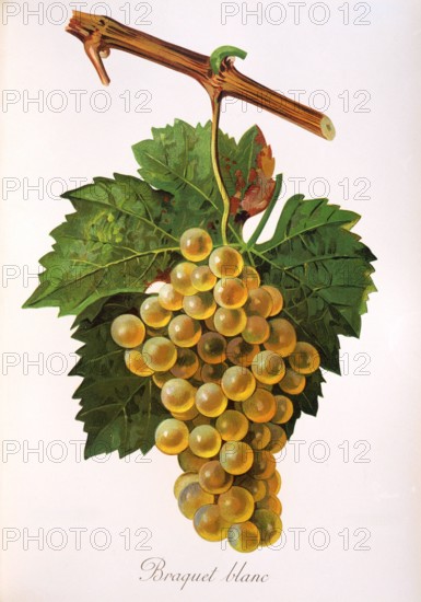 Ampelograhie. grape variety science. oenology. viticulture. grape. vine. Braquet Blanc grape. digitally enhanced reproduction of a model by Jules Tronca (1855 to 1915). historical