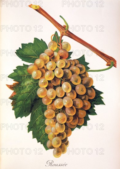 Ampelograhie. Grape variety science. Oenology. Viticulture. Grape. Vine. Roussanne is a white wine grape grown originally in the Rhône wine region in France. digitally enhanced reproduction of an original by Alexis Kreyder (1839 to 1912). Historical