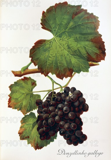 Ampelograhie. grape variety science. oenology. viticulture. grape. grapevine. Donzellinho gallego grape. red wine. an old. autochthonous variety from the north of Portugal. digitally enhanced reproduction of an original by Alexis Kreyder (1839 to 1912). historical