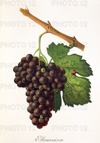 Ampelograhie. Grape variety science. Oenology. Viticulture. Grape. Vine. Mourvaison is a vigorous and late variety which must be pruned short and planted in warm and well-exposed terroirs. digitally enhanced reproduction of an original by Alexis Kreyder (1839 to 1912). Historical