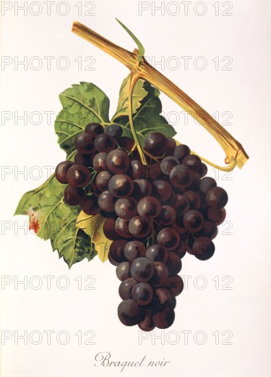 Ampelograhie. grape variety science. oenology. viticulture. grape. vine. Braquet Noir grape. an autochthonous red wine variety of the Provence wine-growing region in the south of France. digitally enhanced reproduction of a model by Alexis Kreyder (1839 to 1912). historical