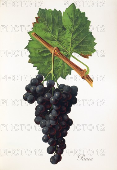Ampelograhie. grape variety science. oenology. viticulture. grape. vine. Panea grape. red wine grape. digitally enhanced reproduction of a model by Alexis Kreyder (1839 to 1912). historical