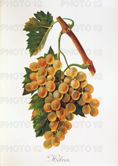 Ampelograhie. Grape variety science. Oenology. Viticulture. Grape. Grape vine. Hebron grape. White wine grape are sourced from Hebron. digitally enhanced reproduction of a template by Alexis Kreyder (1839 to 1912). Historical