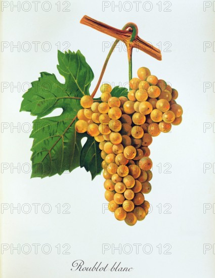 Ampelograhie. grape variety science. oenology. viticulture. grape. vine. Roublot Blanc grape. a traditional French variety of white wine grape that is a sibling of Chardonnay. digitally enhanced reproduction of an original by Alexis Kreyder (1839 to 1912). historical