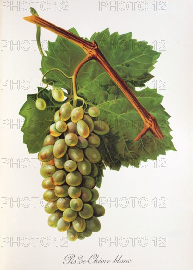 Ampelograhie. grape variety science. oenology. viticulture. grape. vine. Pis-de-Chevre Blanc grape. digitally enhanced reproduction of a model by Jules Tronca (1855 to 1915). historical