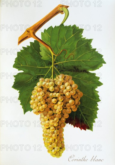 Ampelograhie. grape variety science. oenology. viticulture. grape. vine. Corinthe Blanc grape. digitally enhanced reproduction of a model by Jules Tronca (1855 to 1915). historical