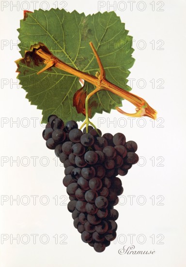 Ampelograhie. grape variety science. oenology. viticulture. grape. vine. Siramuse grape. digitally enhanced reproduction of a model by Jules Tronca (1855 to 1915). historical