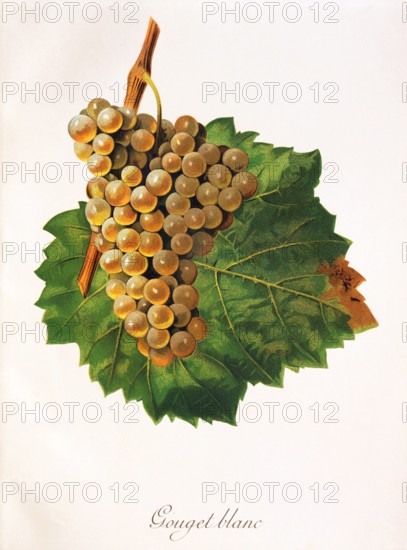 Ampelograhie. grape variety science. oenology. viticulture. grape. grapevine. Gouget Blanc grape. digitally enhanced reproduction of a model by Jules Tronca (1855 to 1915). historical