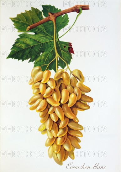 Ampelograhie. grape variety science. oenology. viticulture. grape. grapevine. Cornichon Blanc grape. digitally enhanced reproduction of a model by Jules Tronca (1855 to 1915). historical