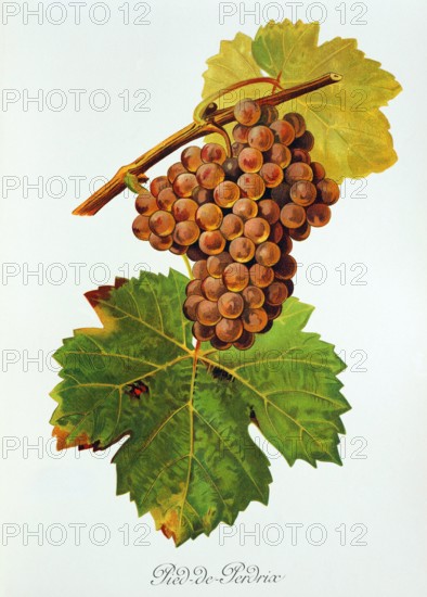 Ampelograhie. grape variety science. oenology. viticulture. grape. vine. Pied-de-Perdrix grape. digitally enhanced reproduction of a model by Jules Tronca (1855 to 1915). historical