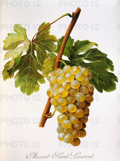 Ampelograhie. grape variety science. oenology. viticulture. grape. vine. Muscat Saint-Laurent grape. digitally enhanced reproduction of a model by Alexis Kreyder (1839 to 1912). historical
