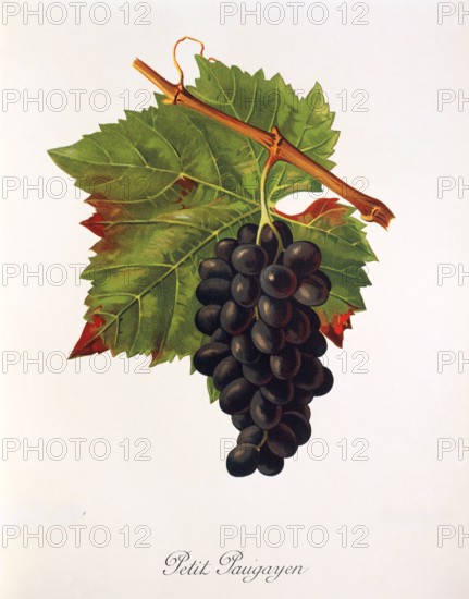 Ampelograhie. grape variety science. oenology. viticulture. grape. grapevine. Petit Paugayen grape. digitally enhanced reproduction of a model by Jules Tronca (1855 to 1915). historical