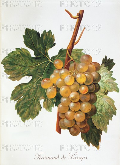 Ampelograhie. grape variety science. oenology. viticulture. grape. vine. Ferdinand de Lesseps grape. digitally enhanced reproduction of a model by Alexis Kreyder (1839 to 1912). historical