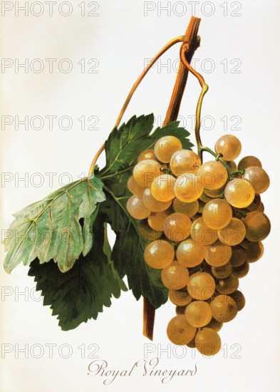 Ampelograhie. grape variety science. oenology. viticulture. grape. vine. Royal Vineyard grape. digitally enhanced reproduction of a model by Alexis Kreyder (1839 to 1912). historical