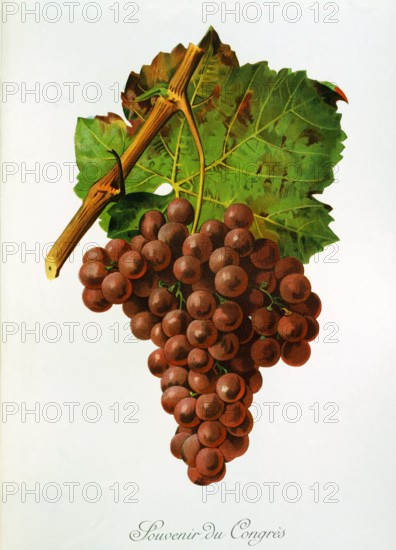 Ampelograhy. grape variety science. oenology. viticulture. grape. grapevine. Souvenir du Congres grape. pink. table grape from France. cross 1860. digitally enhanced reproduction of a template by Alexis Kreyder (1839 to 1912). historical