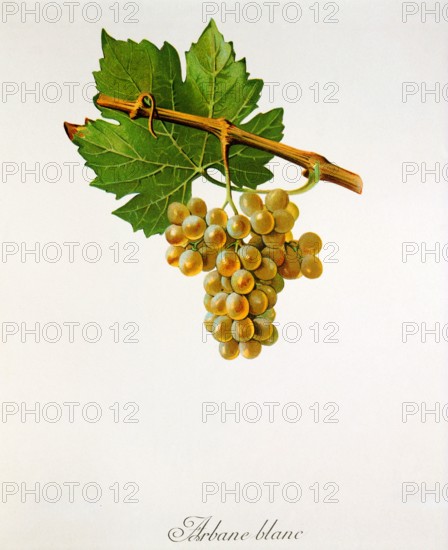 Ampelograhie. Grape variety science. Oenology. Viticulture. Grape. Vine. Arbane is a historic white wine grape variety. It originates in France and is considered an autochthonous grape variety in the Champagne region of Bar-sur-Aube.