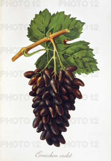 Ampelograhie. Grape variety science. Oenology. Viticulture. Grape. Vine. Purple Cornichon is a late ripening red table grape from France. digitally enhanced reproduction of an original by Alexis Kreyder (1839 to 1912). Historical