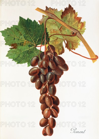Ampelograhie. grape variety science. oenology. viticulture. grape. vine. piment grape. digitally enhanced reproduction of a model by Jules Tronca (1855 to 1915). historical