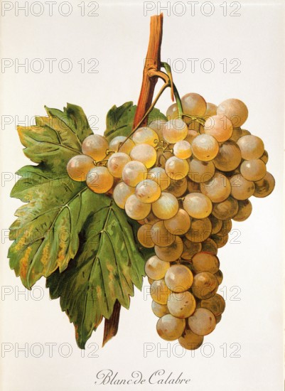 Ampelograhie. grape variety science. oenology. viticulture. grape. vine. Blanc de Calabre grape. digitally enhanced reproduction of a model by Alexis Kreyder (1839 to 1912). historical
