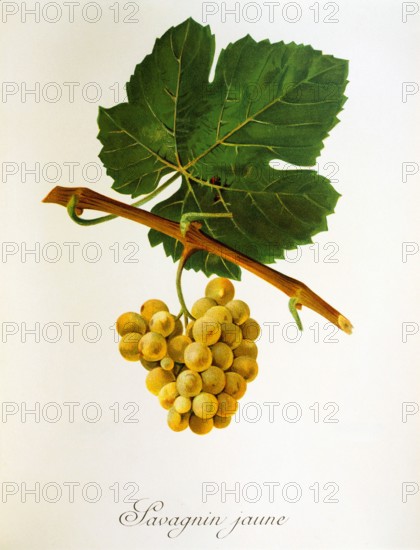 Ampelograhie. grape variety science. oenology. viticulture. grape. vine. Savagnin Jaune grape. digitally enhanced reproduction of a model by Jules Tronca (1855 to 1915). historical