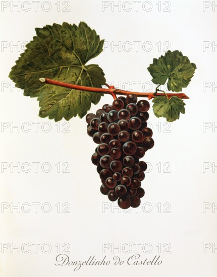 Ampelograhie. grape variety science. oenology. viticulture. grape. grapevine. Donzellinho do Castello grape. digitally enhanced reproduction of a model by Alexis Kreyder (1839 to 1912). historical