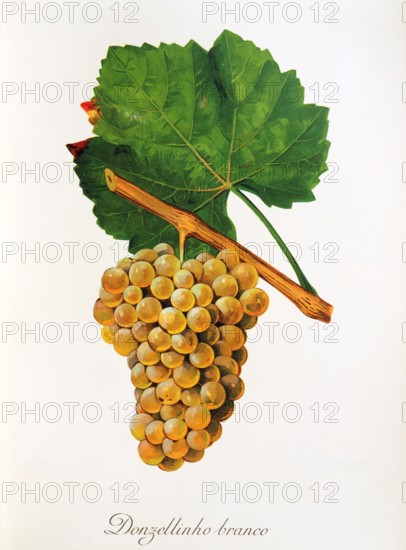 Ampelograhie. grape variety science. oenology. viticulture. grape. grapevine. Donzellinho Branco grape. digitally enhanced reproduction of a model by Jules Tronca (1855 to 1915). historical