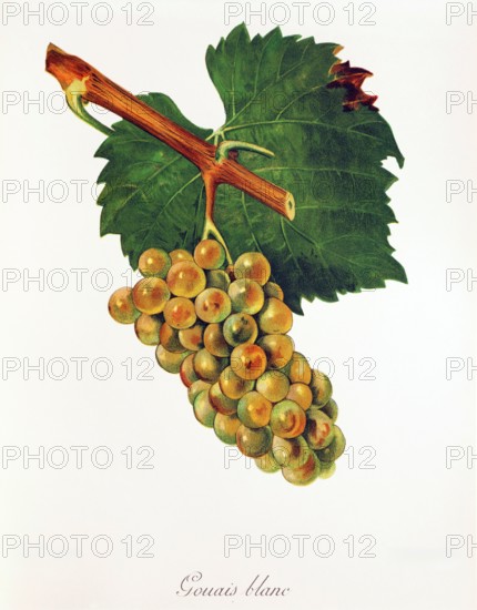 Ampelograhie. grape variety science. oenology. viticulture. grape. vine. Gouais Blanc grape. digitally enhanced reproduction of a model by Jules Tronca (1855 to 1915). historical