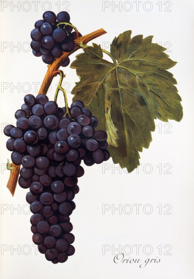 Ampelograhie. grape variety science. oenology. viticulture. grape. vine. Oriou Gris grape. digitally enhanced reproduction of a model by Alexis Kreyder (1839 to 1912). historical