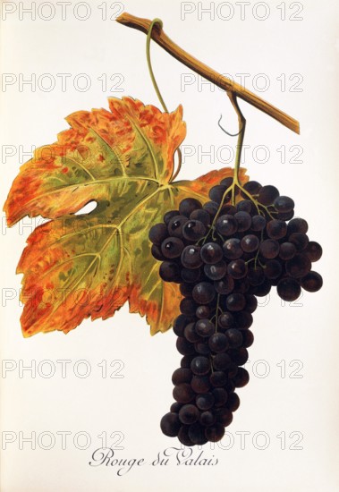 Ampelograhie. grape variety science. oenology. viticulture. grape. vine. Rouge du Valais grape. digitally enhanced reproduction of a model by Alexis Kreyder (1839 to 1912). historical