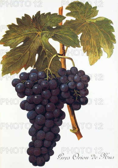 Ampelograhie. grape variety science. oenology. viticulture. grape. vine. Gros Oriou de Mus grape. digitally enhanced reproduction of a model by Alexis Kreyder (1839 to 1912). historical