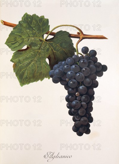Ampelograhie. grape variety science. oenology. viticulture. grape. vine. Aglianico grape. digitally enhanced reproduction of a model by Alexis Kreyder (1839 to 1912). historical
