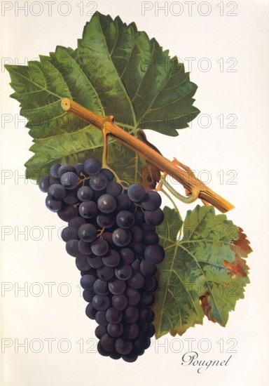 Ampelograhie. grape variety science. oenology. viticulture. grape. vine. Pougnel grape. digitally enhanced reproduction of a model by Jules Tronca (1855 to 1915). historical