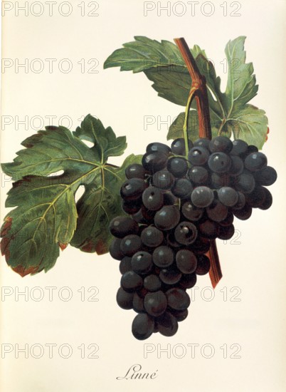 Ampelograhie. grape variety science. oenology. viticulture. grape. vine. Linne grape. digitally enhanced reproduction of a model by Alexis Kreyder (1839 to 1912). historical