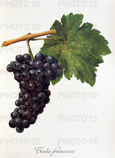 Ampelograhie. grape variety science. oenology. viticulture. grape. vine. Tinta Francisca grape. digitally enhanced reproduction of a model by Alexis Kreyder (1839 to 1912). historical