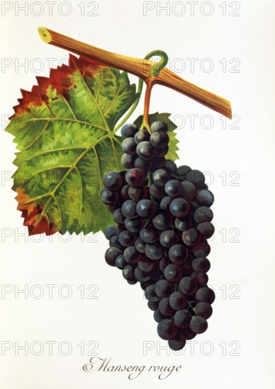 Ampelograhie. grape variety science. oenology. viticulture. grape. grapevine. Manseng Rouge grape. digitally enhanced reproduction of a model by Jules Tronca (1855 to 1915). historical