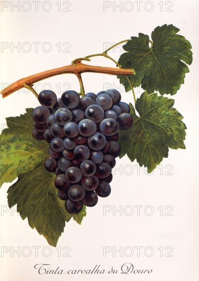Ampelograhie. grape variety science. oenology. viticulture. grape. vine. Tinta Carvalha du Douro grape. digitally enhanced reproduction of a template by Alexis Kreyder (1839 to 1912). historical