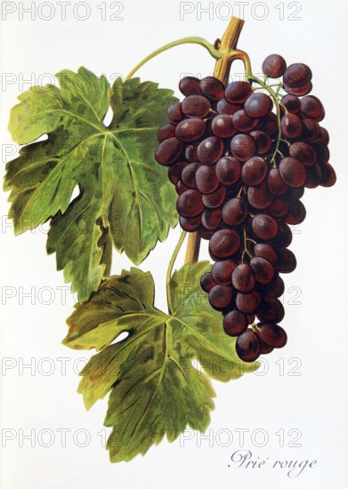 Ampelograhie. grape variety science. oenology. viticulture. grape. vine. Prie' Rouge grape. digitally enhanced reproduction of a model by Alexis Kreyder (1839 to 1912). historical