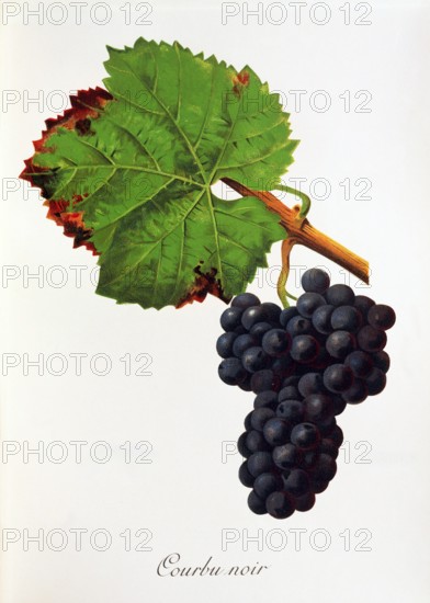 Ampelograhie. grape variety science. oenology. viticulture. grape. vine. Courbu Noir grape. digitally enhanced reproduction of a model by Jules Tronca (1855 to 1915). historical