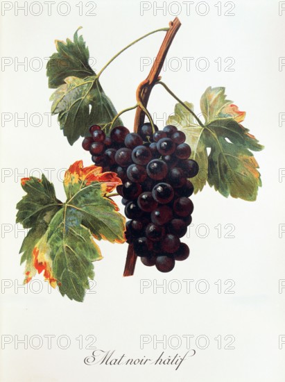 Ampelograhie. grape variety science. oenology. viticulture. grape. vine. Mat Noir Hatif grape. digitally enhanced reproduction of a model by Alexis Kreyder (1839 to 1912). historical