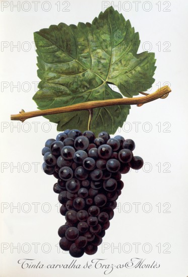 Ampelograhie. grape variety science. oenology. viticulture. grape. vine. Tinta Carvalha de Traz-os-Montes grape. digitally enhanced reproduction of a template by Alexis Kreyder (1839 to 1912). historical