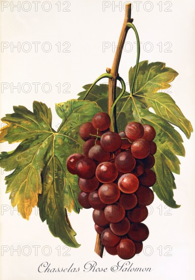 Ampelograhie. grape variety science. oenology. viticulture. grape. vine. Chasselas Rose Salomon grape. digitally enhanced reproduction of a template by Alexis Kreyder (1839 to 1912). historical